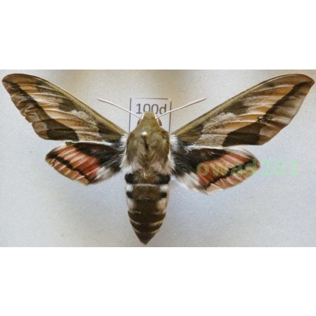 Hyles euphorbiae (Linnaeus, 1758) Czech 71mm100d